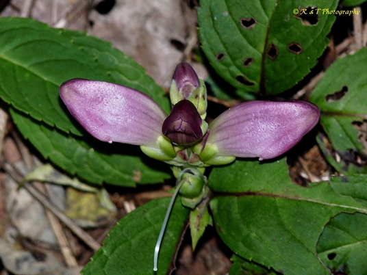 {Chelone obliqua}